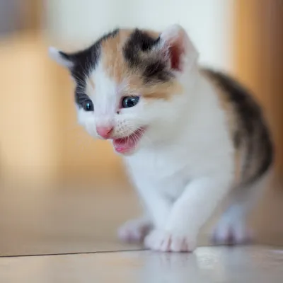Animaux
