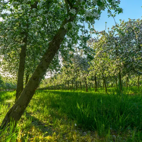 Printemps