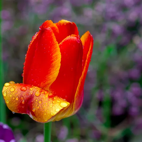 Tulipes