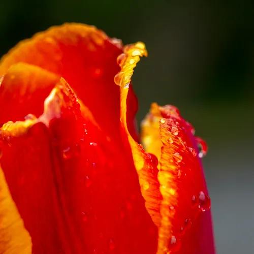 Tulipes