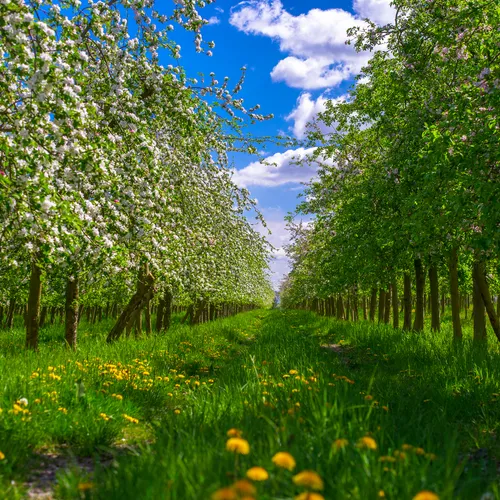 Fruitier en fleur